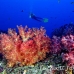 coral_soft_arch_h_0705_png1020.jpg
